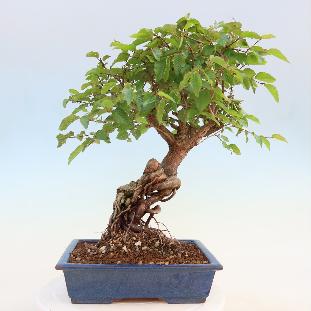 Bonsaï d'extérieur -Carpinus Coreana - Charme de Corée