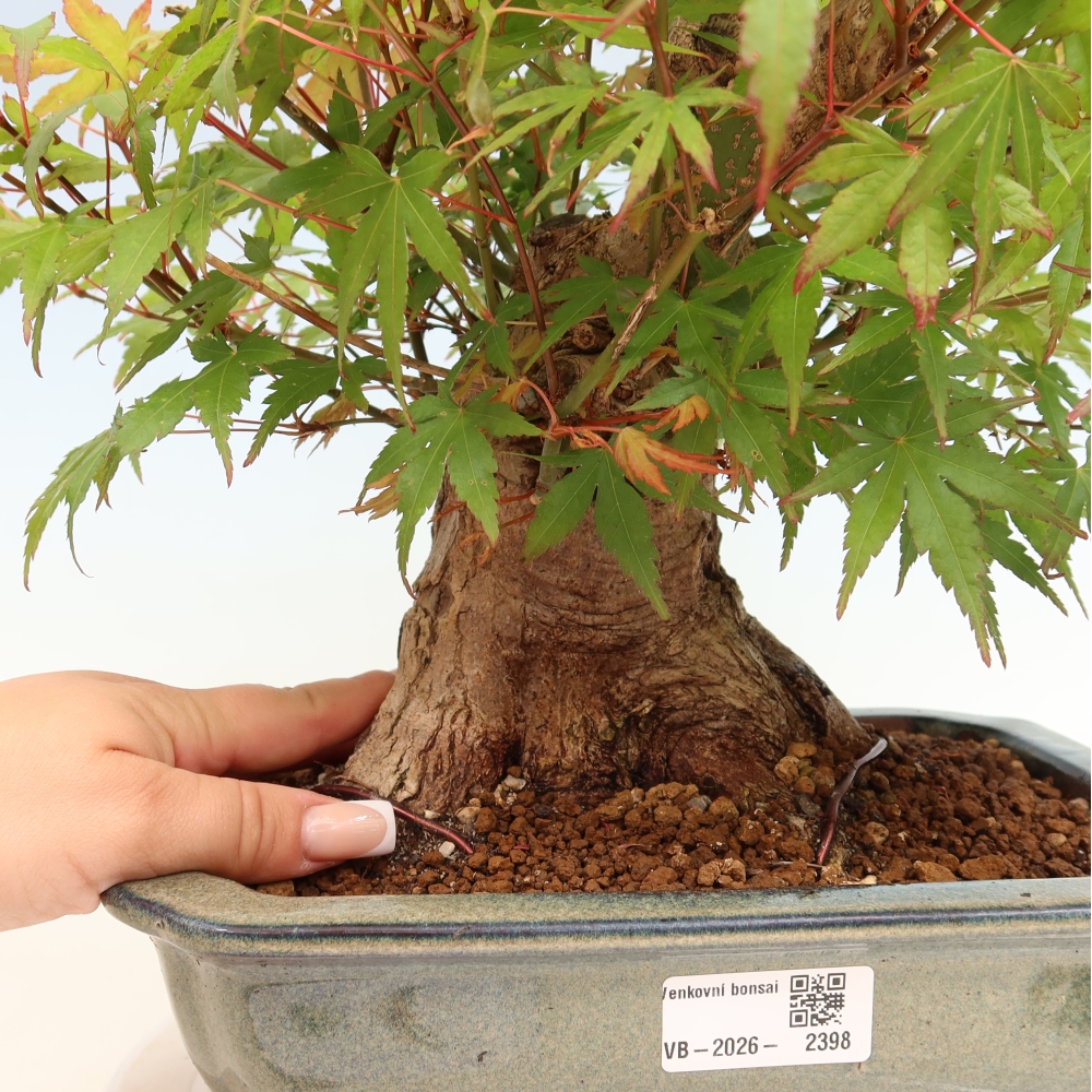 Bonsaï d'extérieur - Maple Burger - Acer Burgerianum