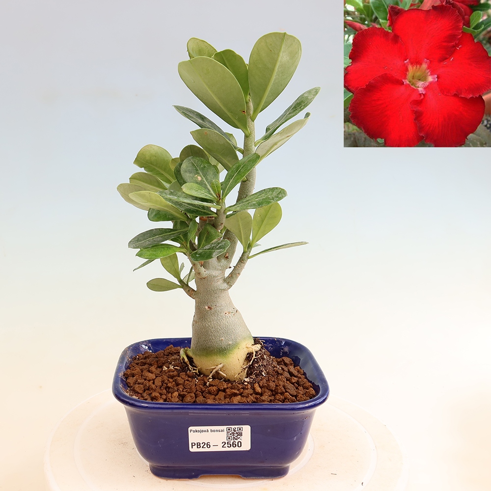 Bonsaï d'intérieur - Adenium obesum Red Star - Rose du désert