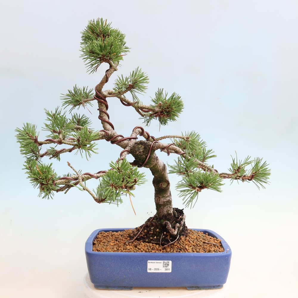 Bonsaï d'extérieur - Pinus mugo Humpy  - Pin nain