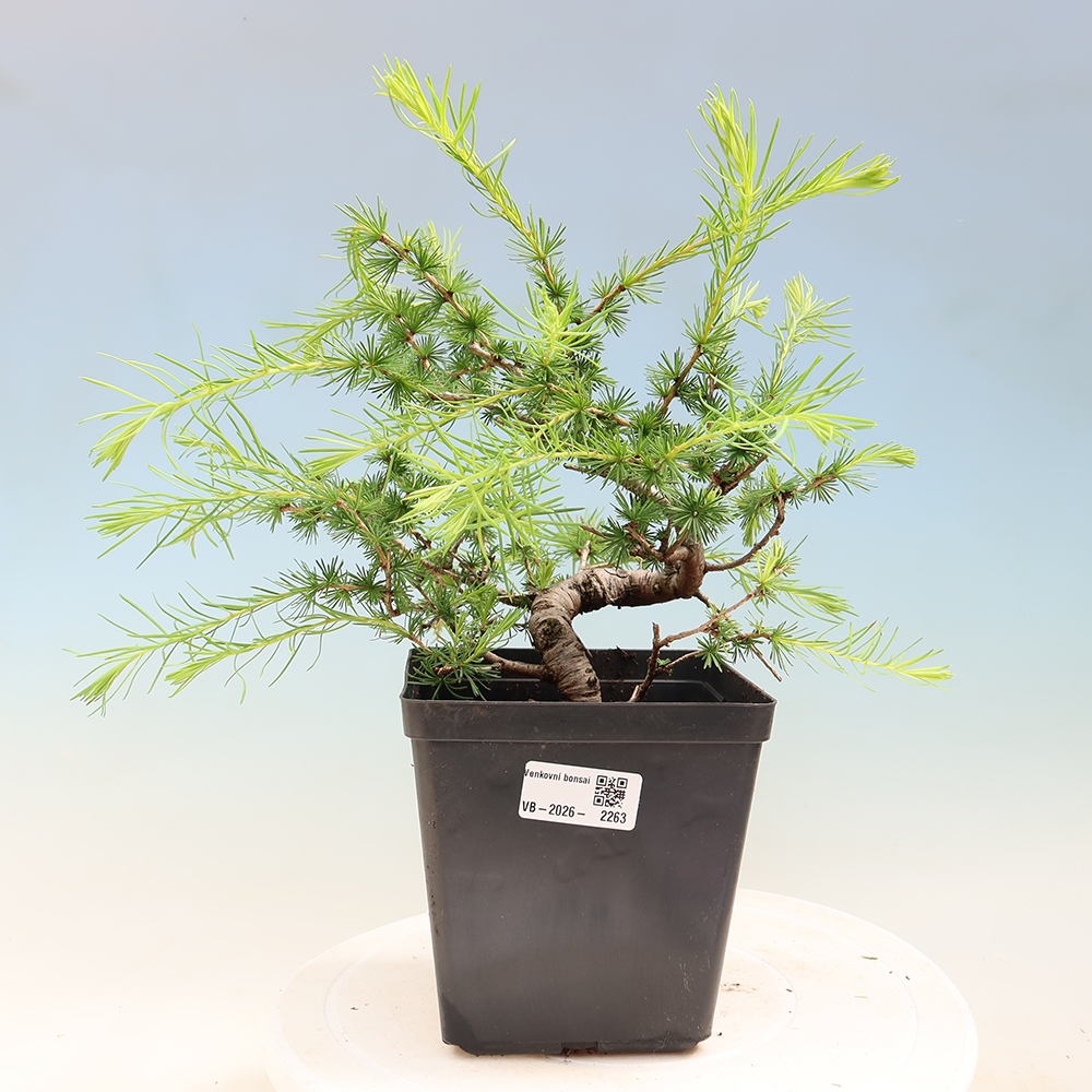 Bonsaï d'extérieur -Larix decidua - Mélèze