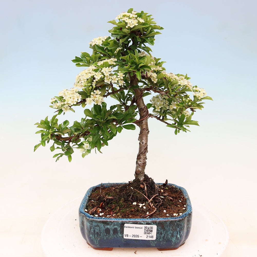 Bonsaï d'extérieur - Pyracantha teton - Pyracantha