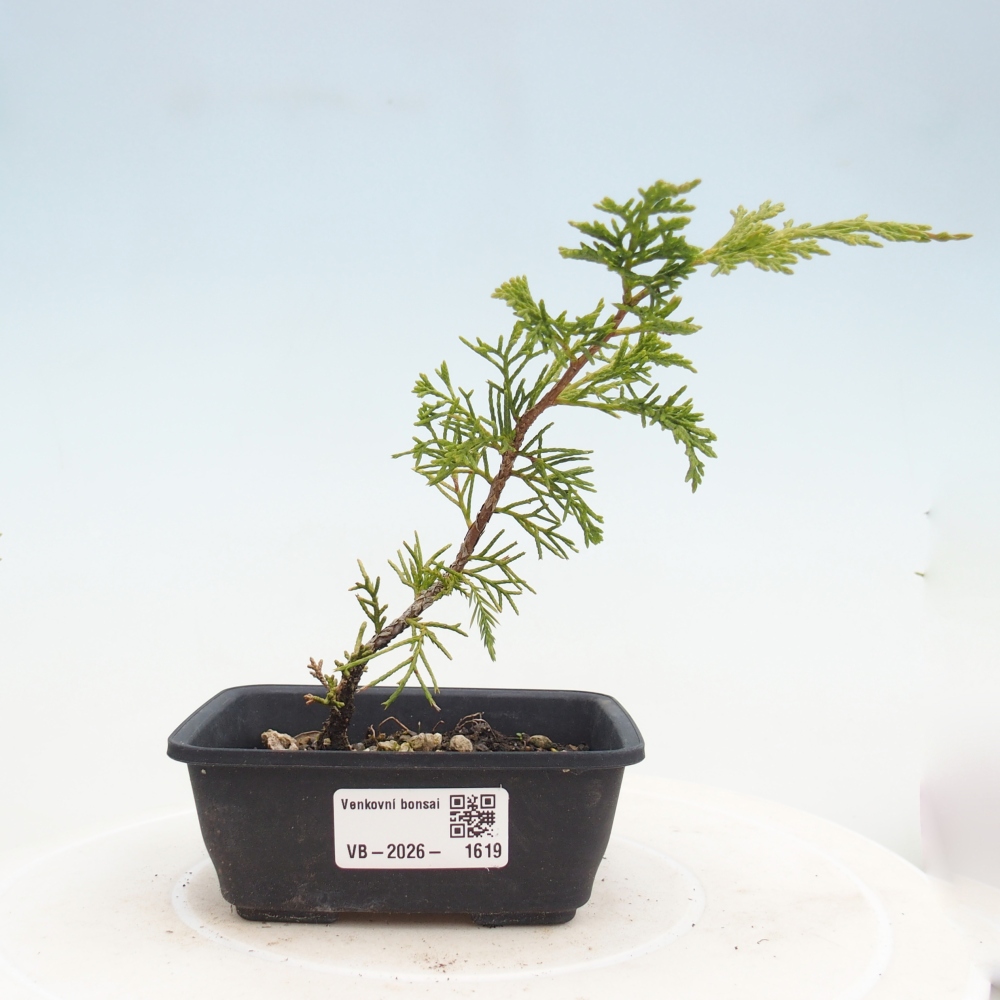 Bonsaï d'extérieur - Juniperus chinensis Itoigawa