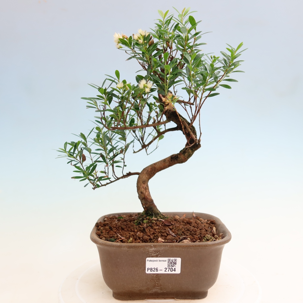 Bonsaï de chambre - Syzygium - Pimento