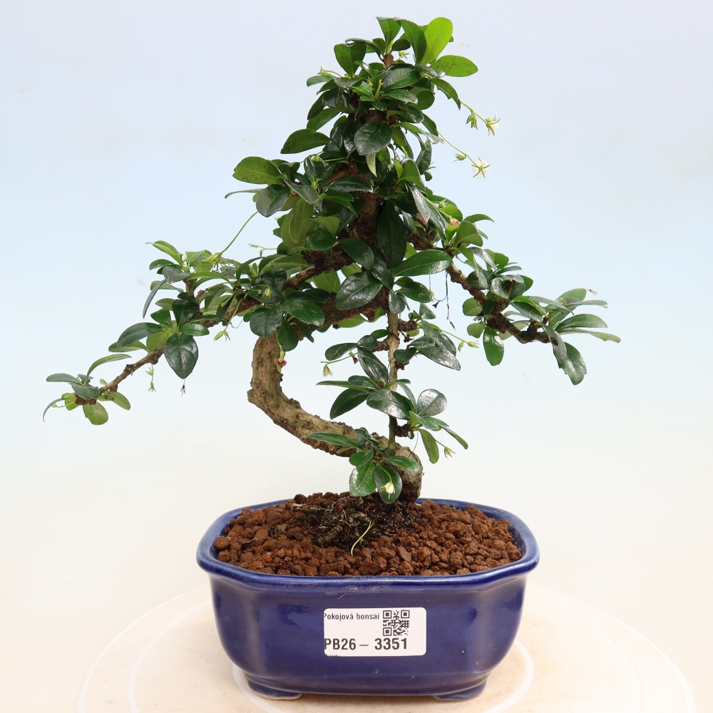Bonsaï de chambre - Carmona macrophylla - Tea fuki