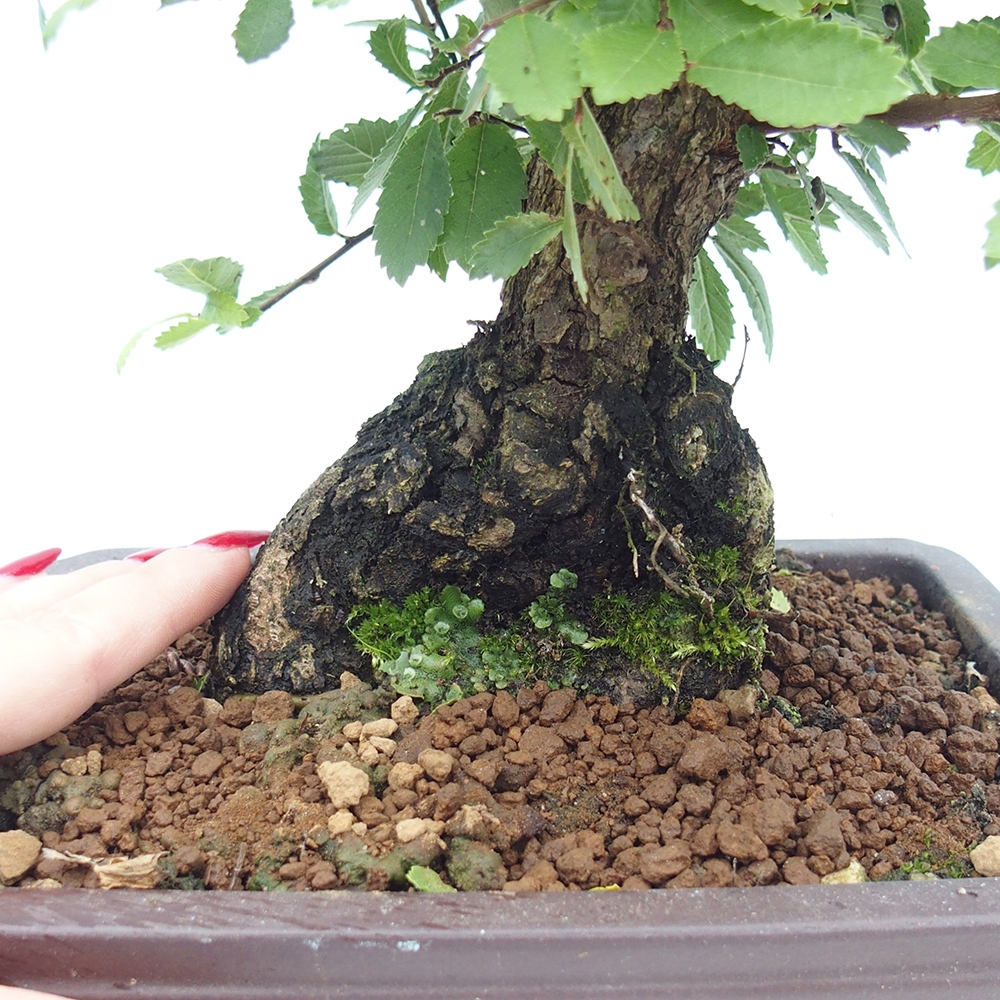 Bonsaï d'extérieur - Zelkova - Zelkova NIRE