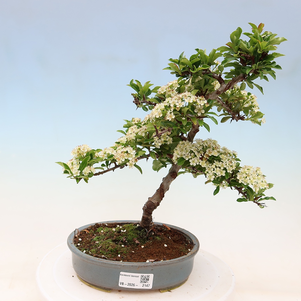 Bonsaï d'extérieur - Pyracantha teton - Pyracantha
