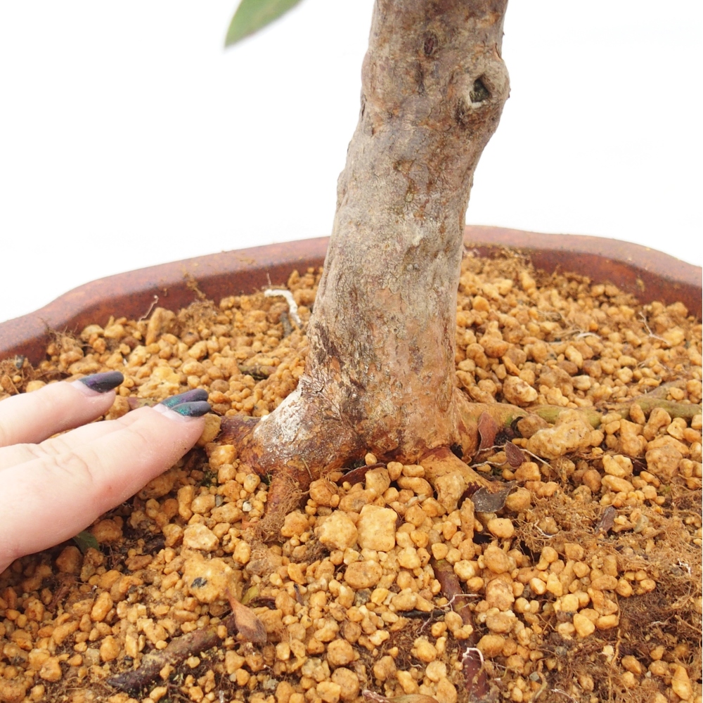 Bonsaï d'extérieur - Azalée japonaise - Azalea Hanatsuzuri