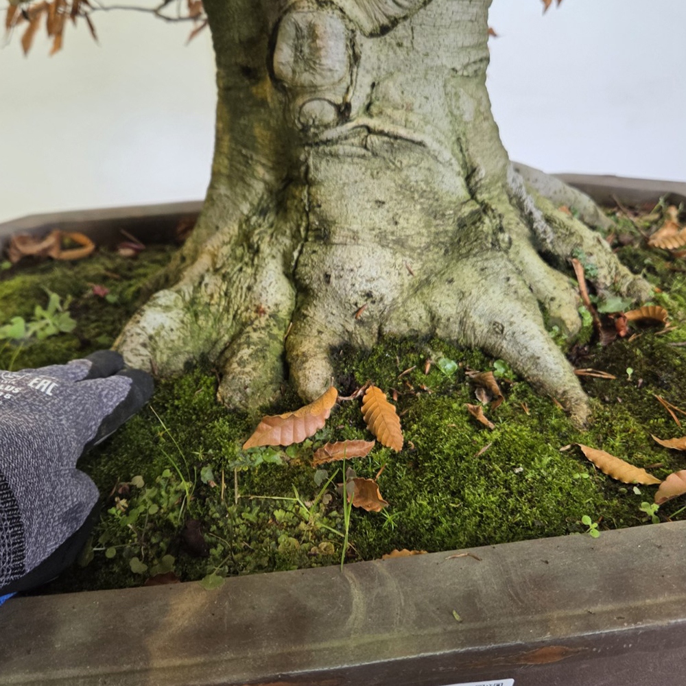 Bonsaï d'extérieur - Fagus crenata