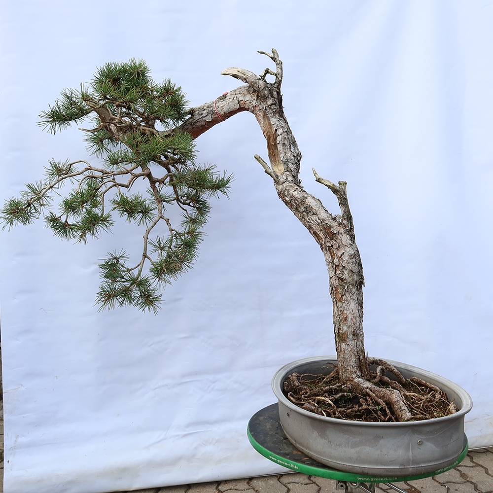Pinus sylvestris Espagne - pin sylvestre