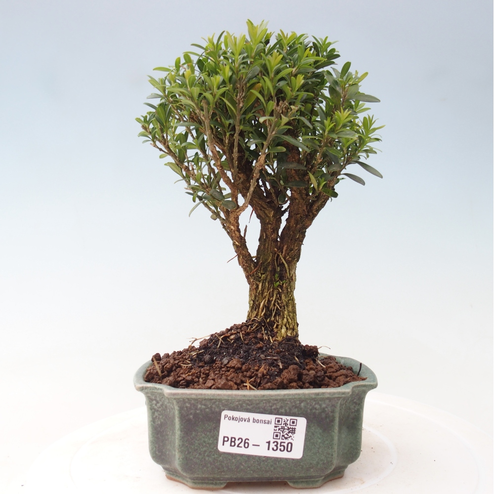 Bonsaï de chambre - Buxus harlandii - buxus liège