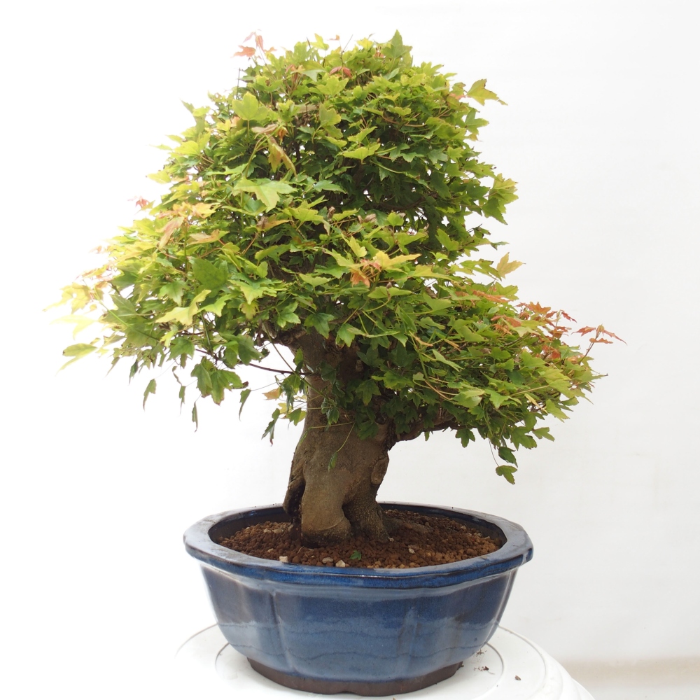Bonsaï d'extérieur - Acer Buergerianum - Burger Maple