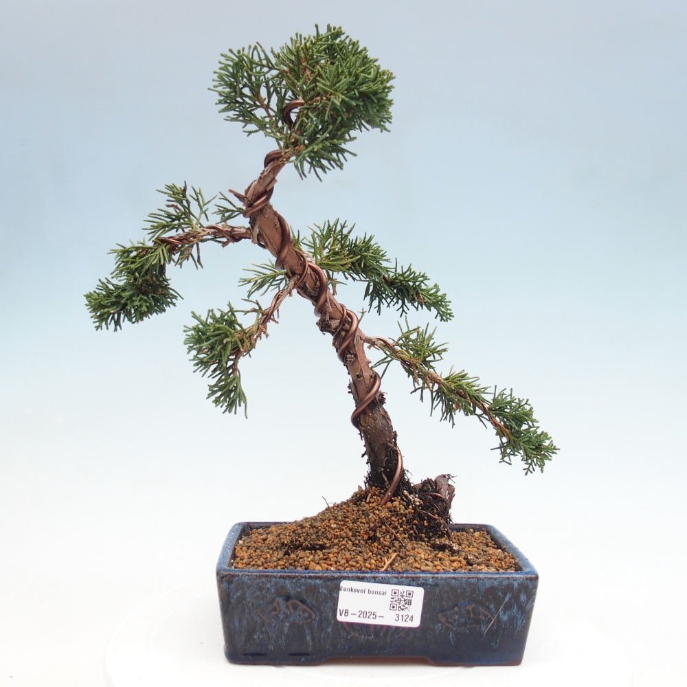 Bonsaï d'extérieur - Juniperus chinensis Kishu