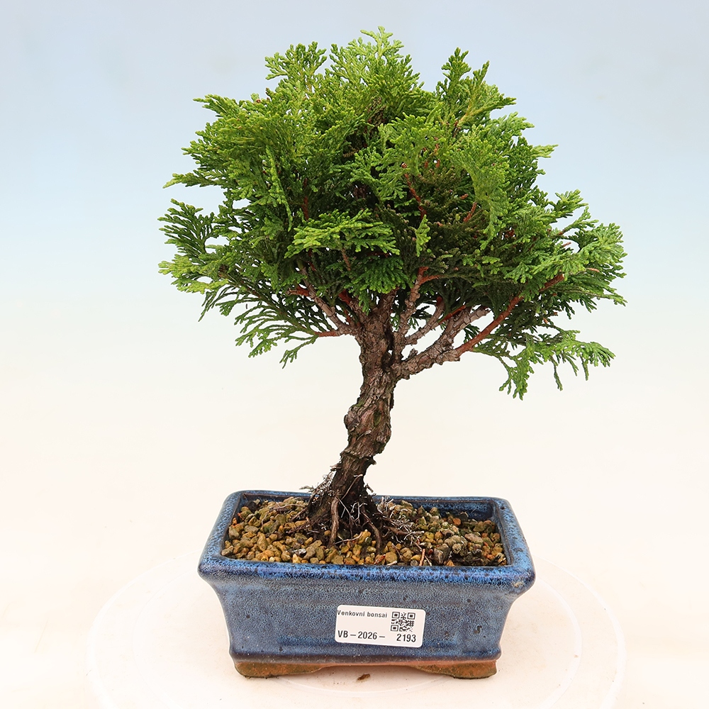 Bonsaï d'extérieur - Cham.pis obtusa Nana Gracilis - Cyprès
