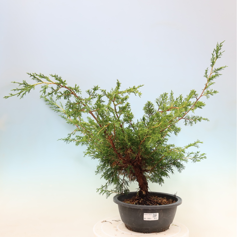 Bonsaï d'extérieur - Juniperus chinensis Itoigawa