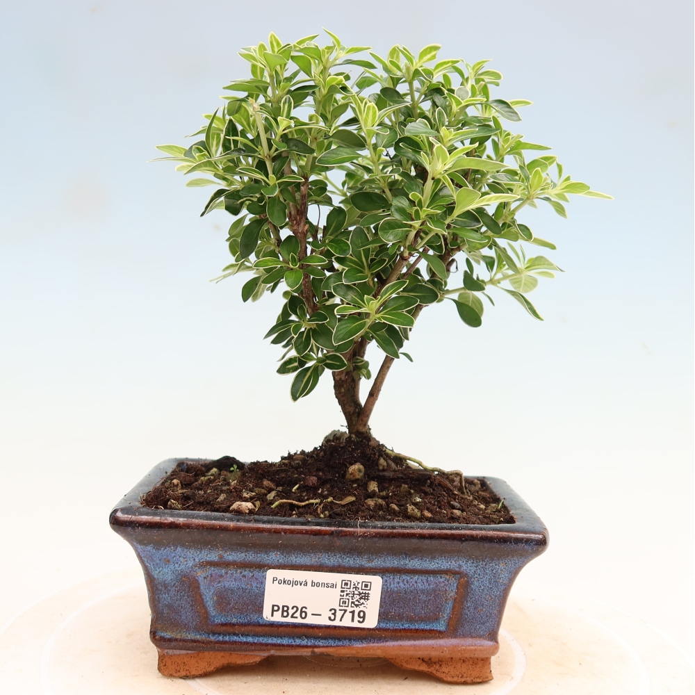 Salle bonsaï - Serissa foetida Variegata - Arbre aux mille étoiles