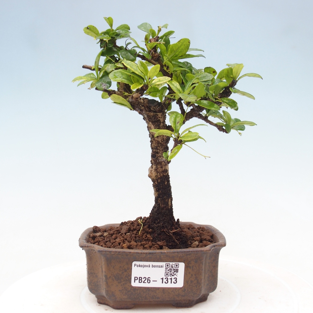 Bonsaï de chambre - Carmona macrophylla - Tea fuki