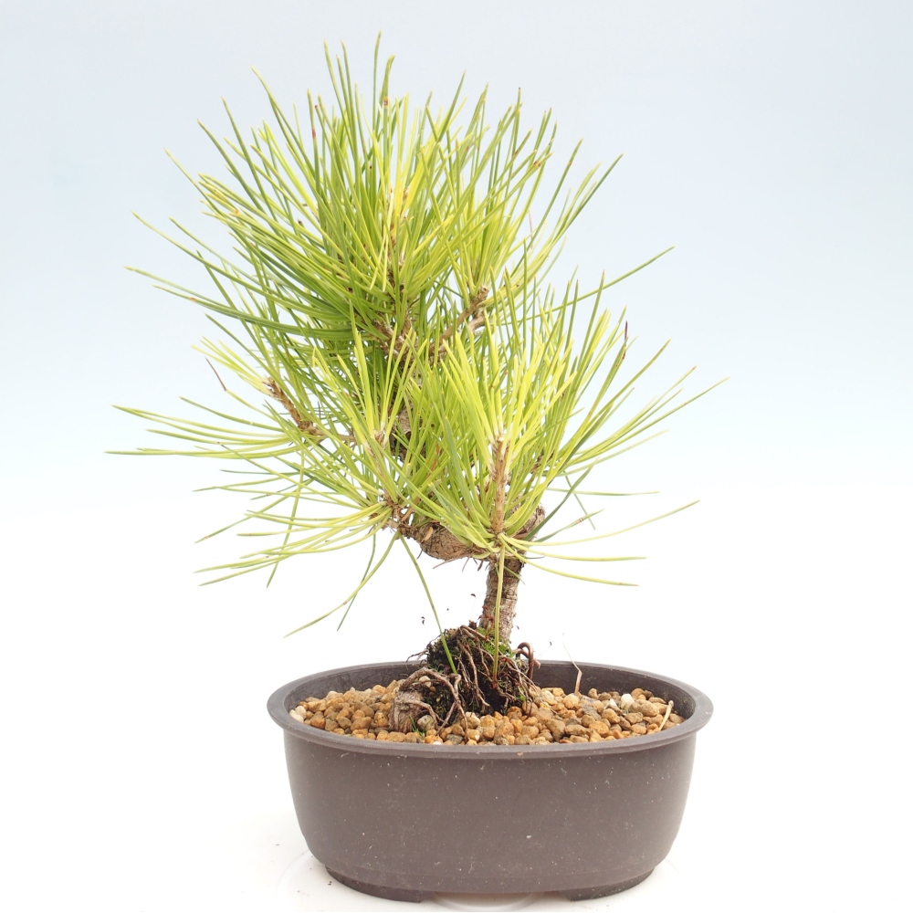 Bonsaï d'extérieur - Pinus thunbergii - Pin de Thunberg