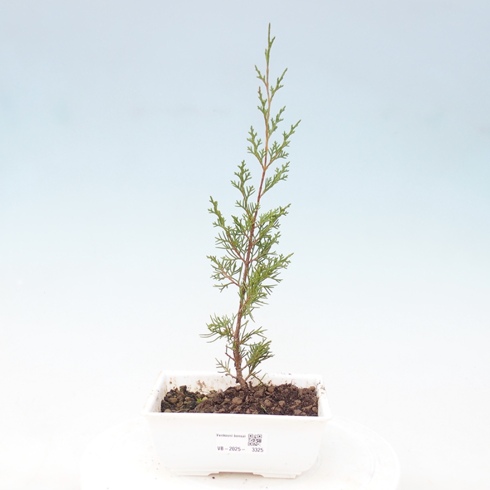 Bonsaï d'extérieur - Juniperus chinensis Itoigawa