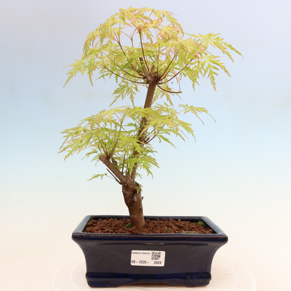 Bonsaï d'extérieur - Acer palmatum Dissectum