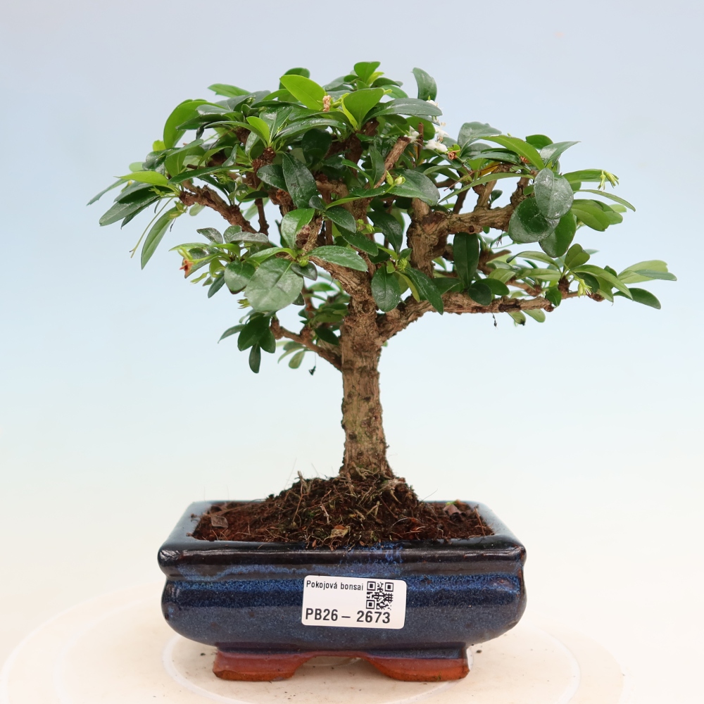 Bonsaï de chambre - Carmona macrophylla - Tea fuki