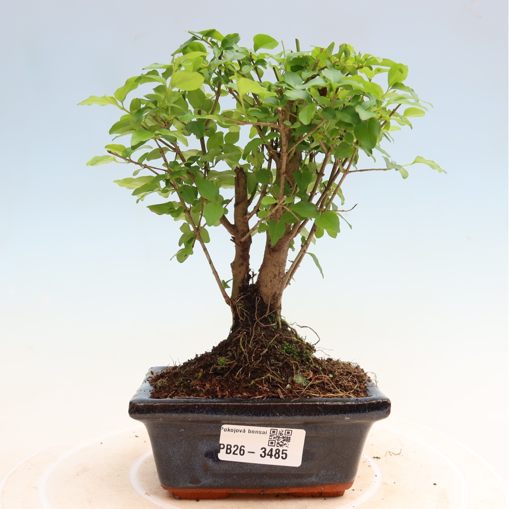 Bonsaï de chambre -Ligustrum chinensis - Bec d'oiseau