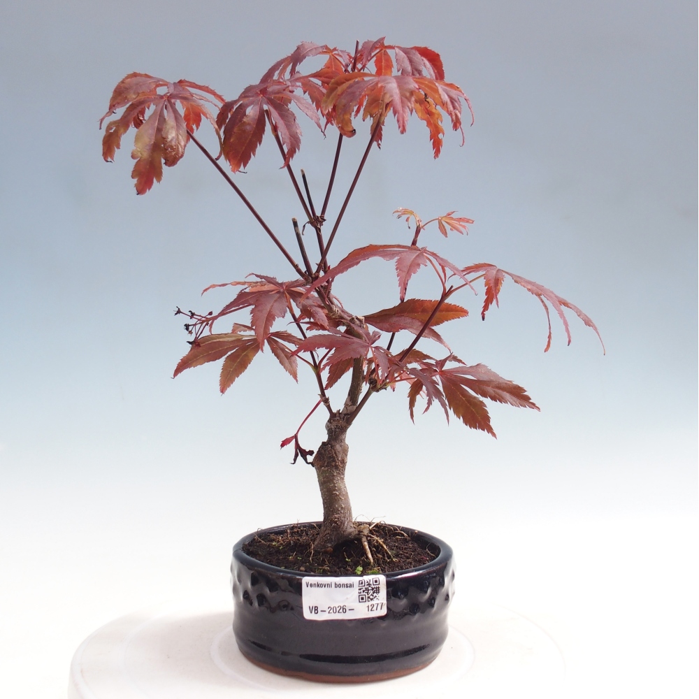 Bonsaï d'extérieur - Acer palm. Atropurpureum-Javor palmate