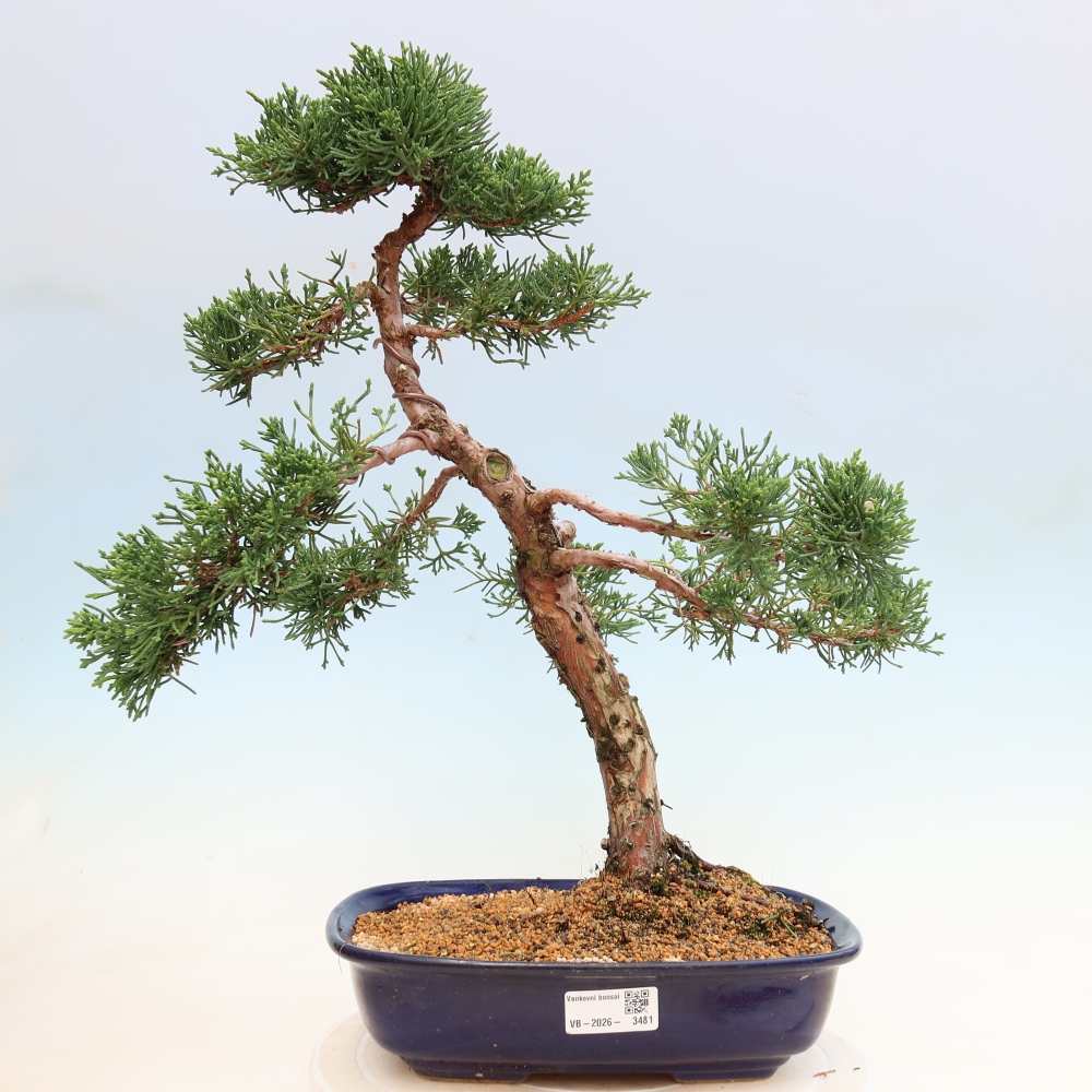 Bonsaï d'extérieur - Juniperus chinensis Kishu