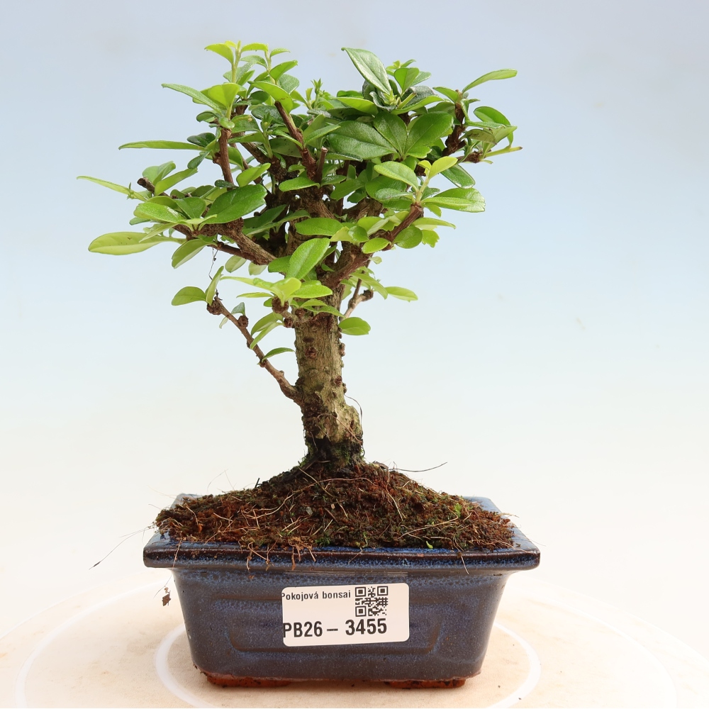 Bonsaï de chambre - Carmona macrophylla - Tea fuki