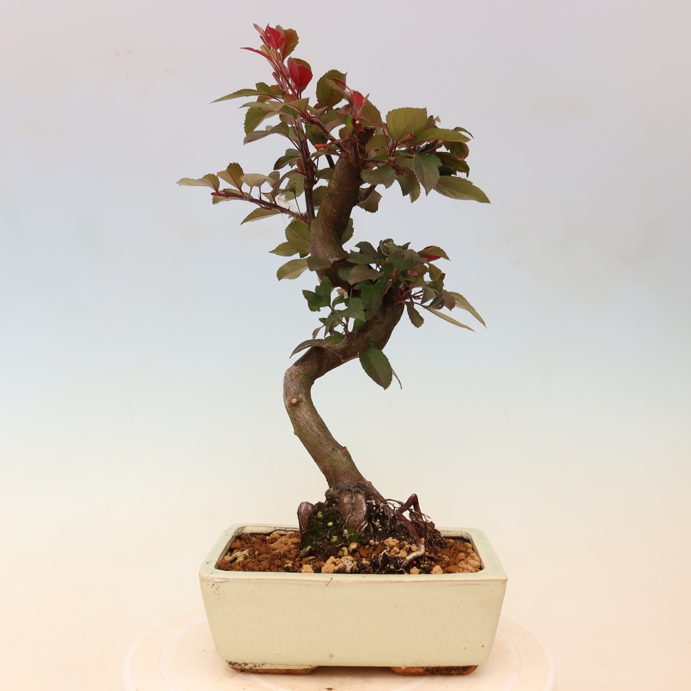 Bonsaï d'extérieur -Malus domestica - Pommier à petits fruits et à feuilles rouges