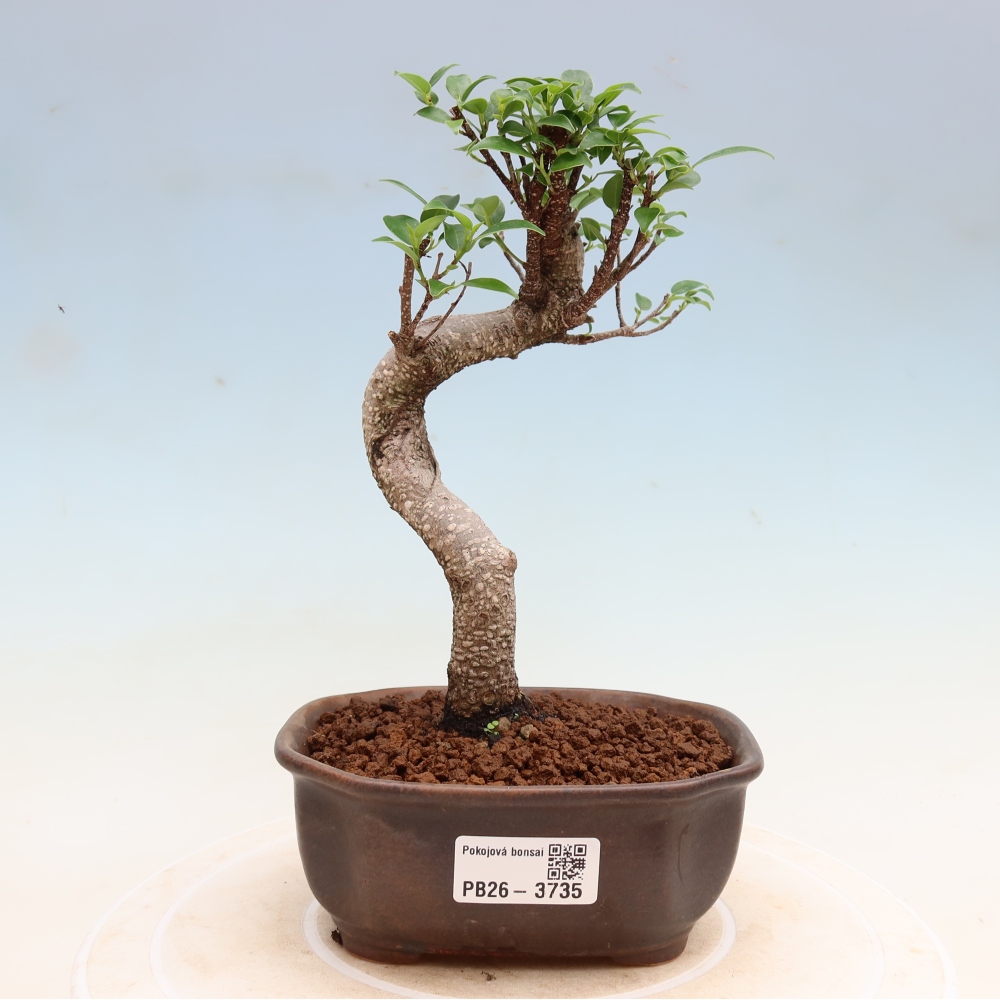 Salle bonsaï - Ficus kimmen - ficus à petites feuilles