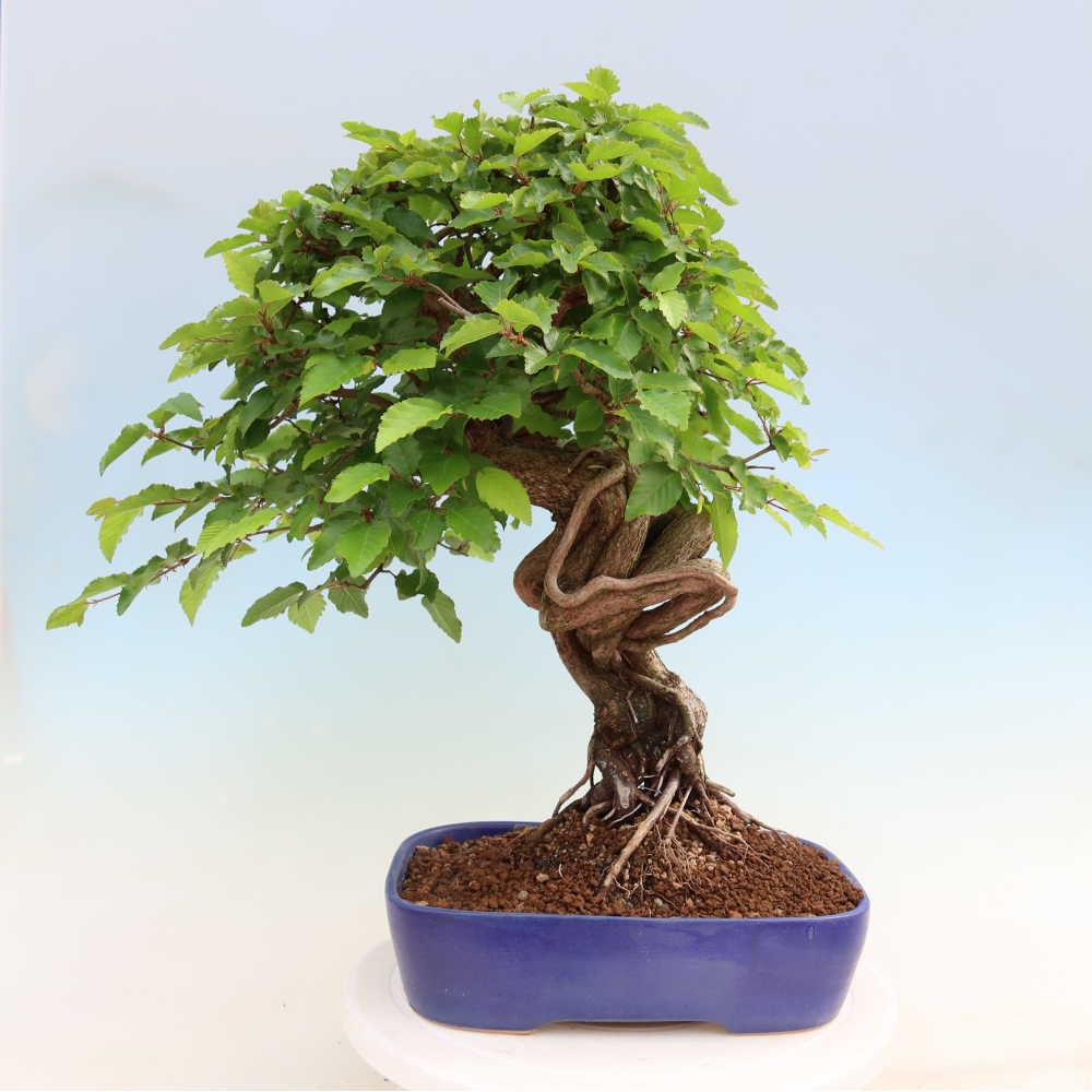 Bonsaï d'extérieur -Carpinus Coreana - Charme de Corée