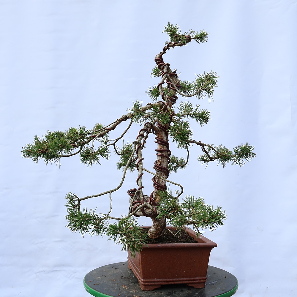 Pinus sylvestris Espagne - pin sylvestre