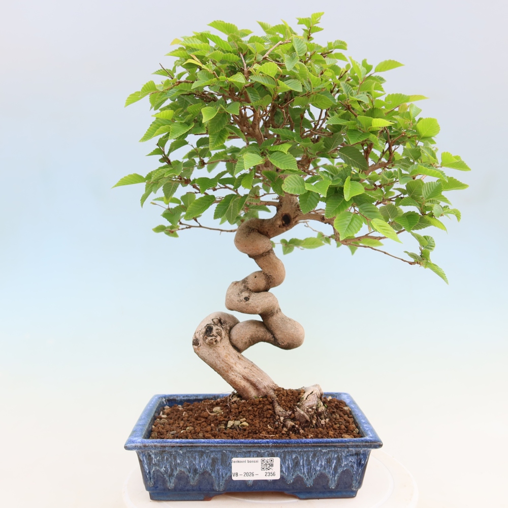 Bonsaï d'extérieur -Carpinus Coreana - Charme de Corée