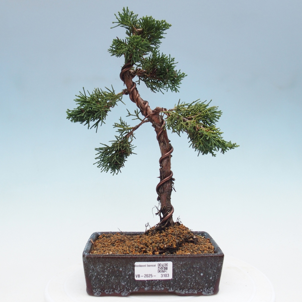 Bonsaï d'extérieur - Juniperus chinensis Kishu