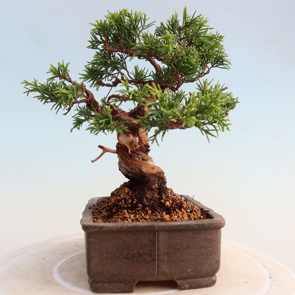 Bonsaï d'extérieur - Juniperus chinensis Itoigawa