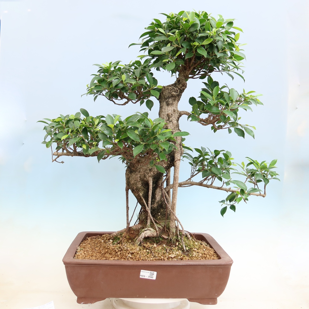Salle bonsaï - Ficus kimmen - ficus à petites feuilles