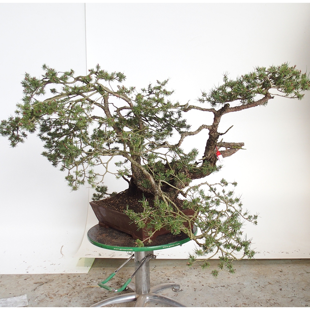 Yamadori - Pinus sylvestris Espagne