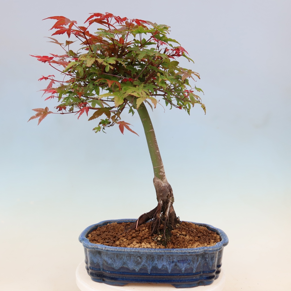 Érable de Norvège - Acer palmatum Beni Tsukasa