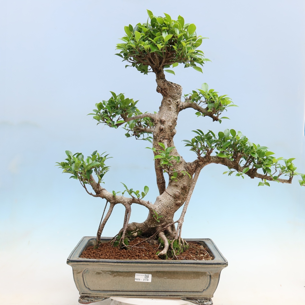 Salle bonsaï - Ficus kimmen - ficus à petites feuilles