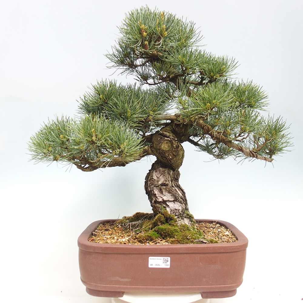 Bonsaï d'extérieur - Pinus parviflora - Pinus parviflora