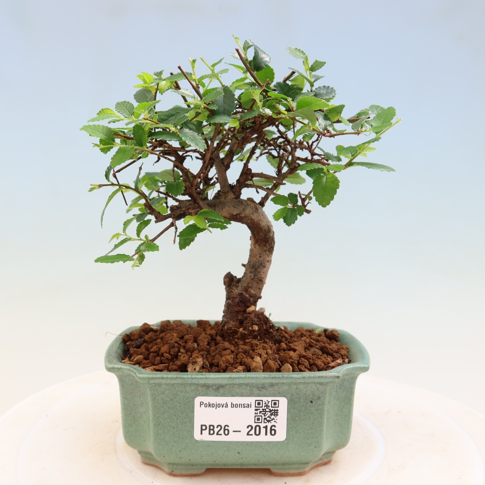 Bonsaï de chambre - Ulmus parvifolia - Orme à petites feuilles