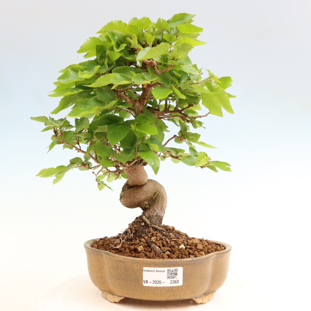 Bonsaï d'extérieur -Carpinus Coreana - Charme de Corée