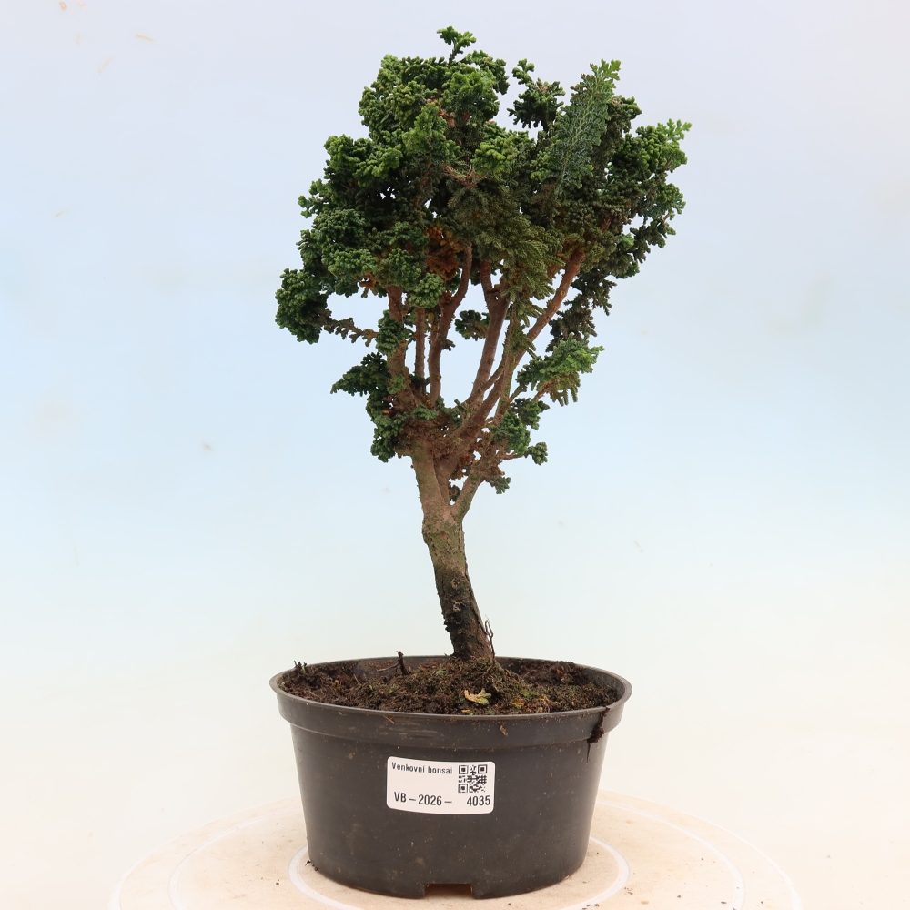 Bonsaï d'extérieur - Cham. obtusa SEKKA HINOKI - Cyprès