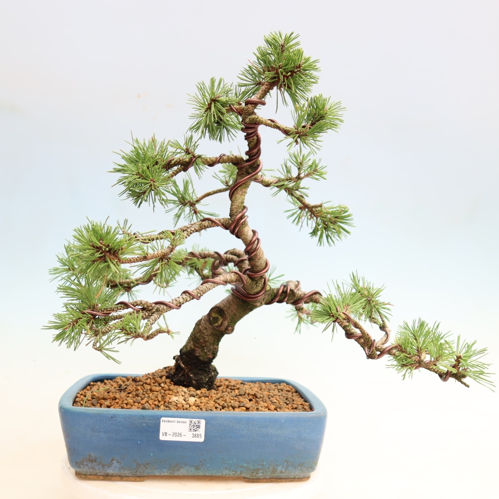 Bonsaï d'extérieur - Pinus mugo Humpy  - Pin nain