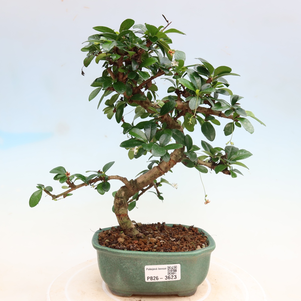 Bonsaï de chambre - Carmona macrophylla - Tea fuki
