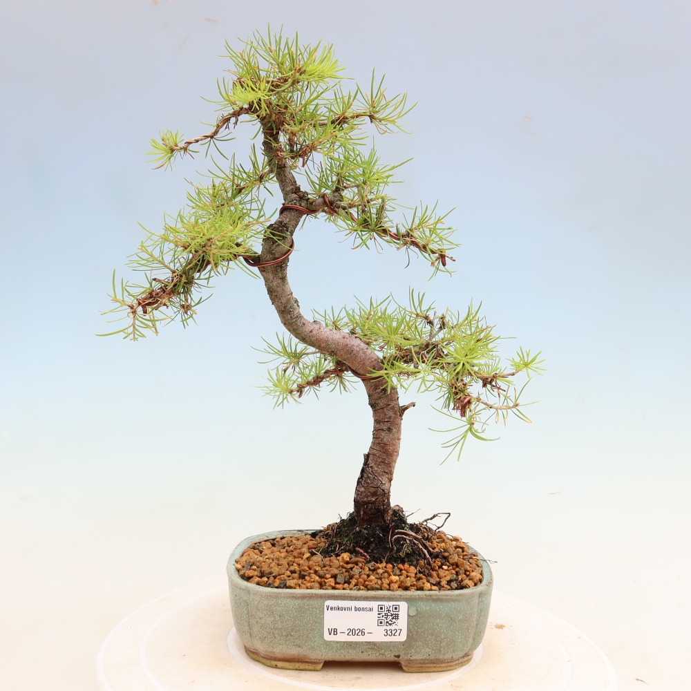 Bonsaï d'extérieur -Larix decidua - Mélèze