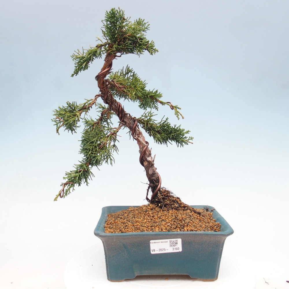 Bonsaï d'extérieur - Juniperus chinensis Kishu
