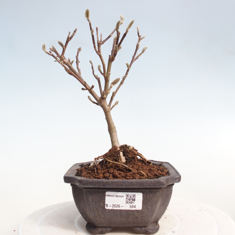 Bonsaï d'extérieur - Magnolia stellata