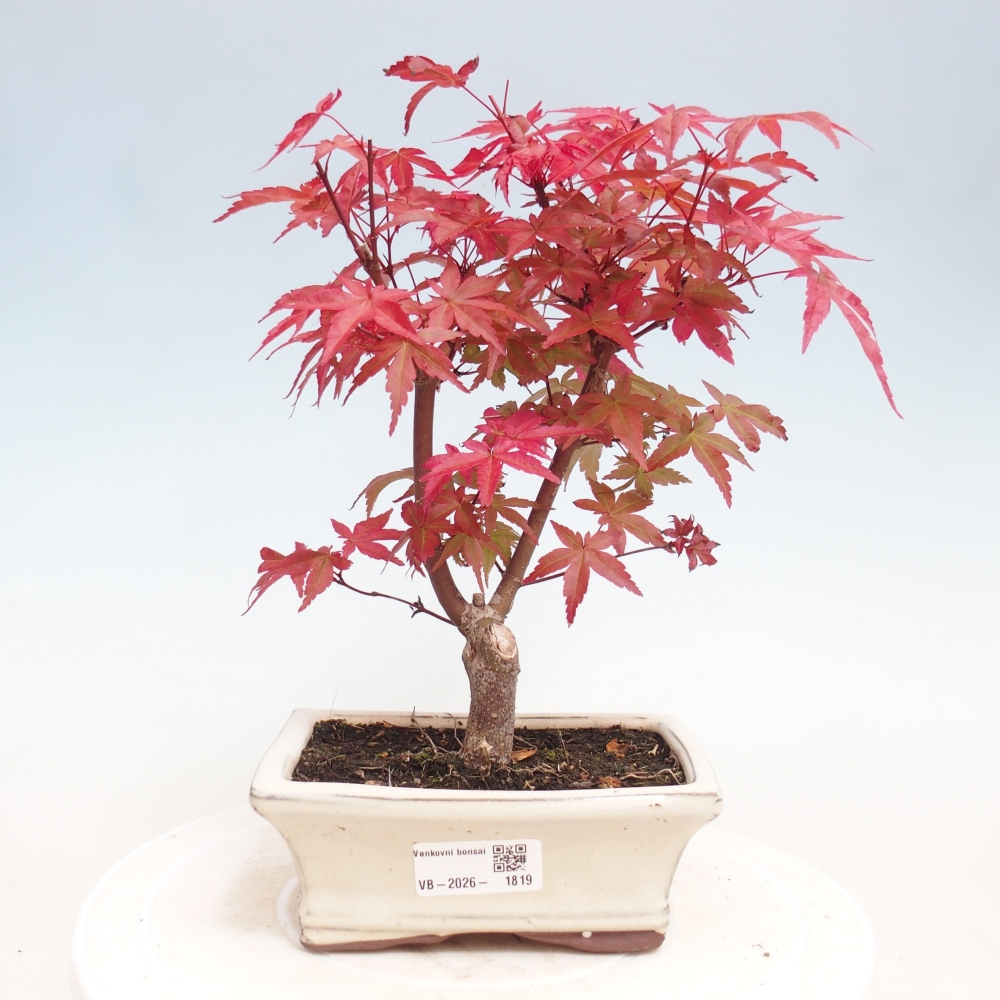 Bonsaï d'extérieur - Acer palmatum DESHOJO